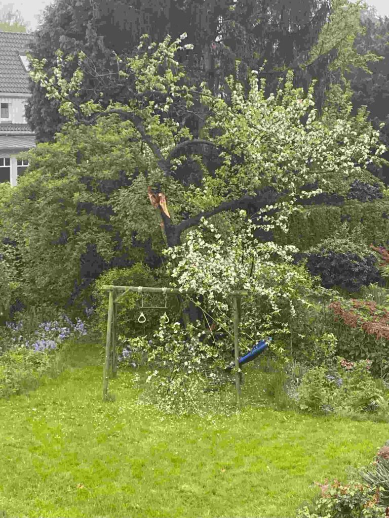 Apfelbaum mit abgebrochenem Ast