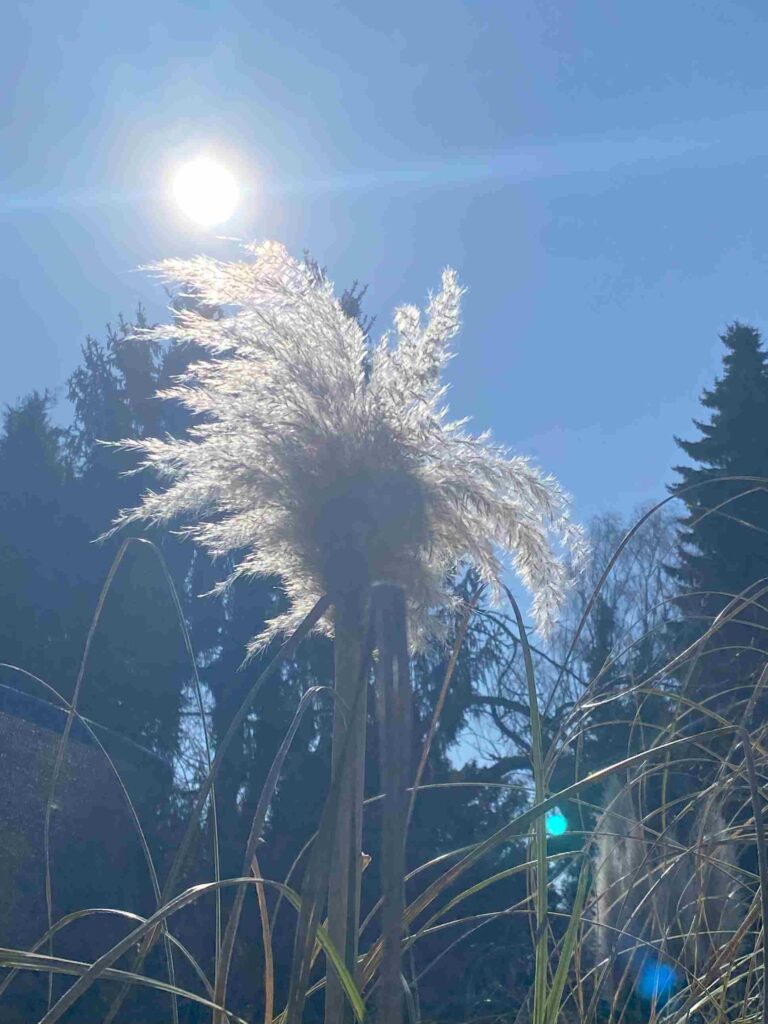 Pampasgras vor Sonne und blauem Himmel