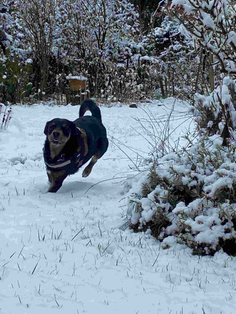 Rennender Hund im Schnee