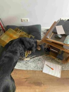 Hund, Kissen, Tisch mit Laptop
